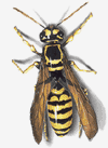 Yellowjacket